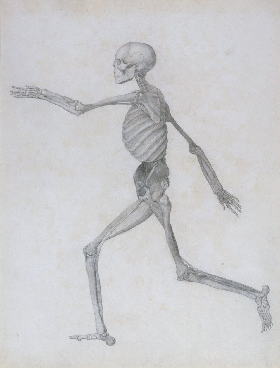 Srovnávací anatomická expozice stavby lidského těla se stavbou tygra a slepice obecné: Lidská postava, boční pohled, 1795-1806 od George Stubbs