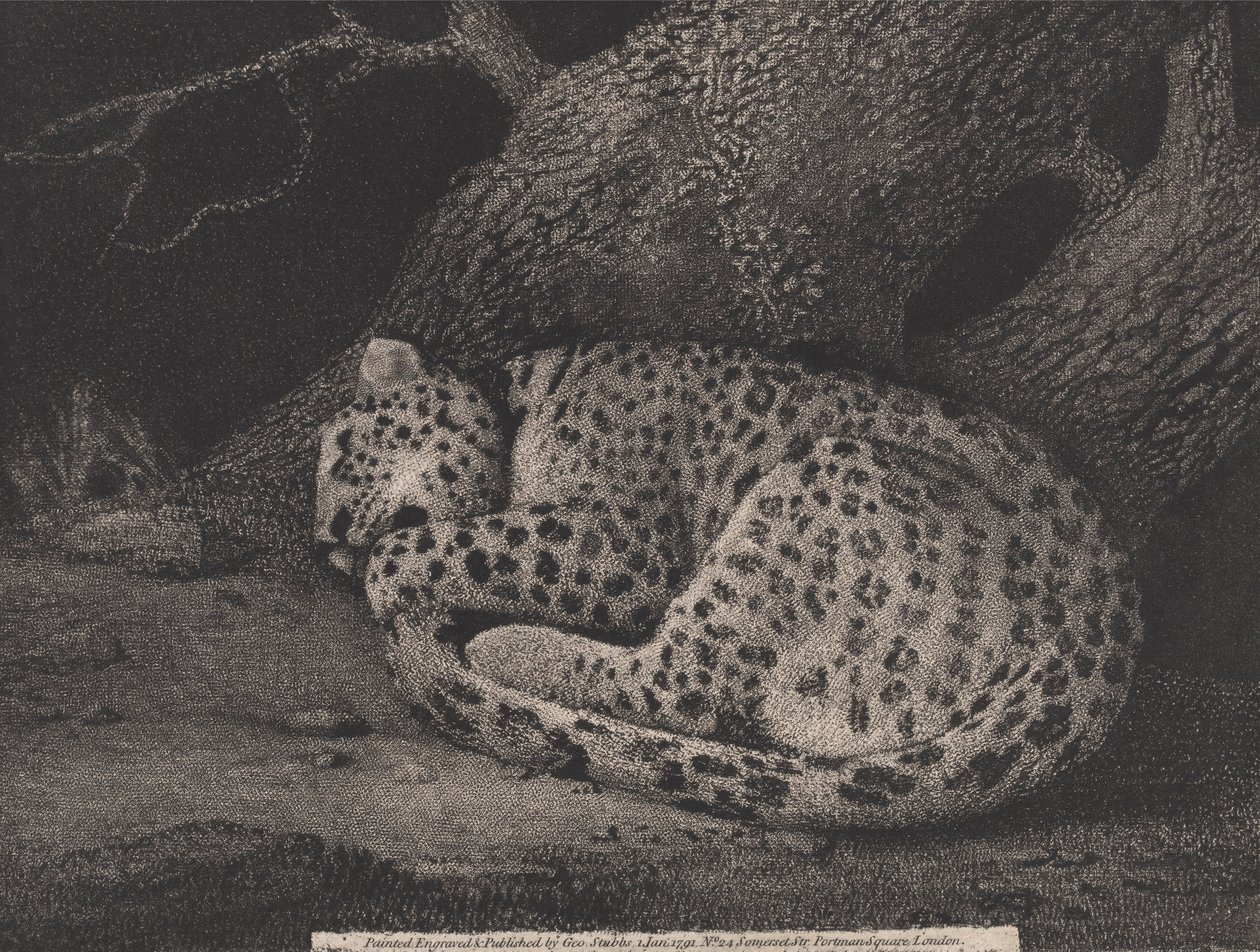 Spící leopard, vyrytý umělcem, hospoda. 1791 (lept) od George Stubbs