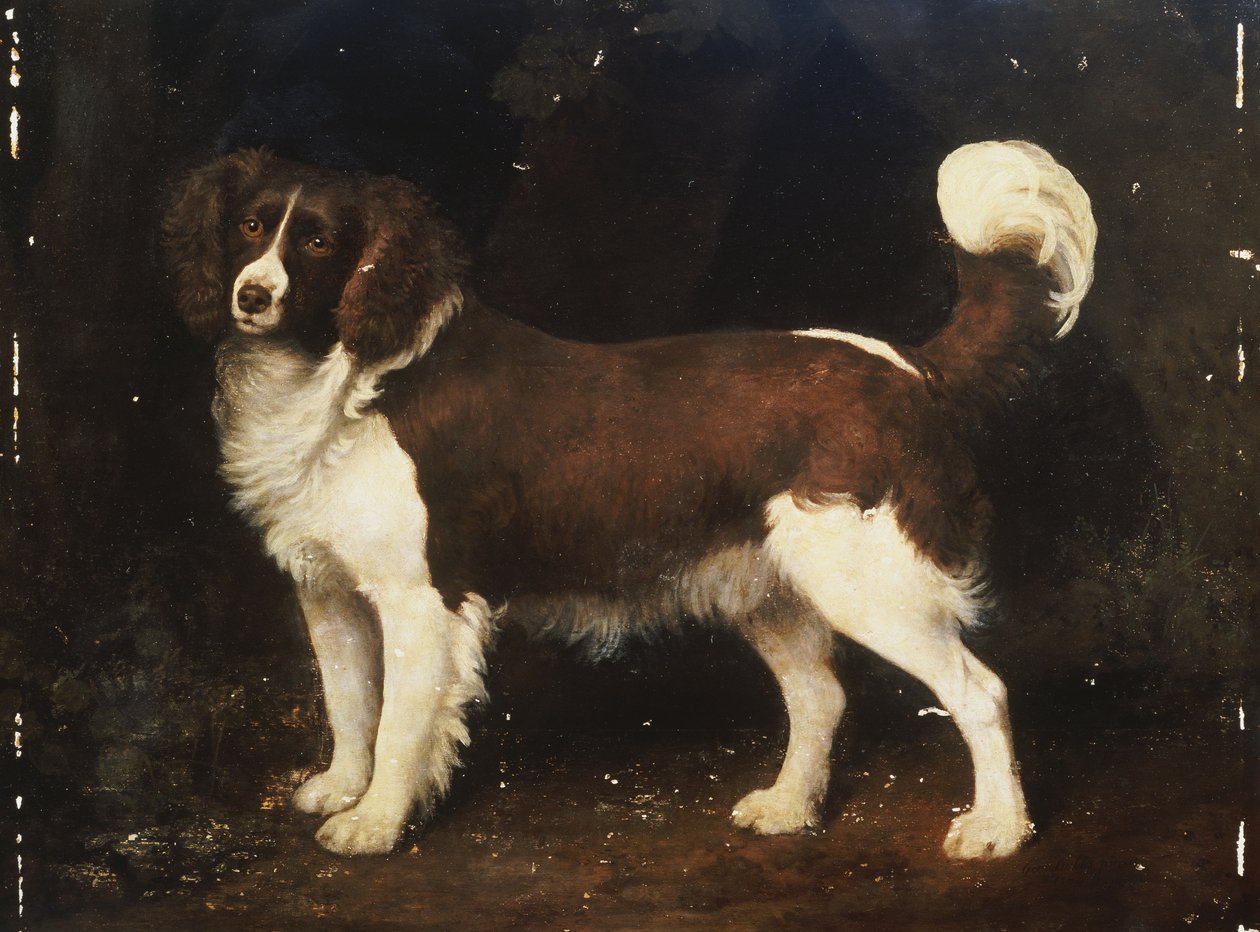 Španěl v krajině, 1784 od George Stubbs