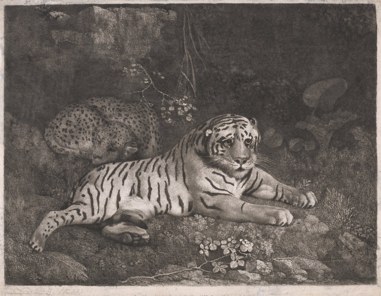 Tygr a spící leopard od George Stubbs