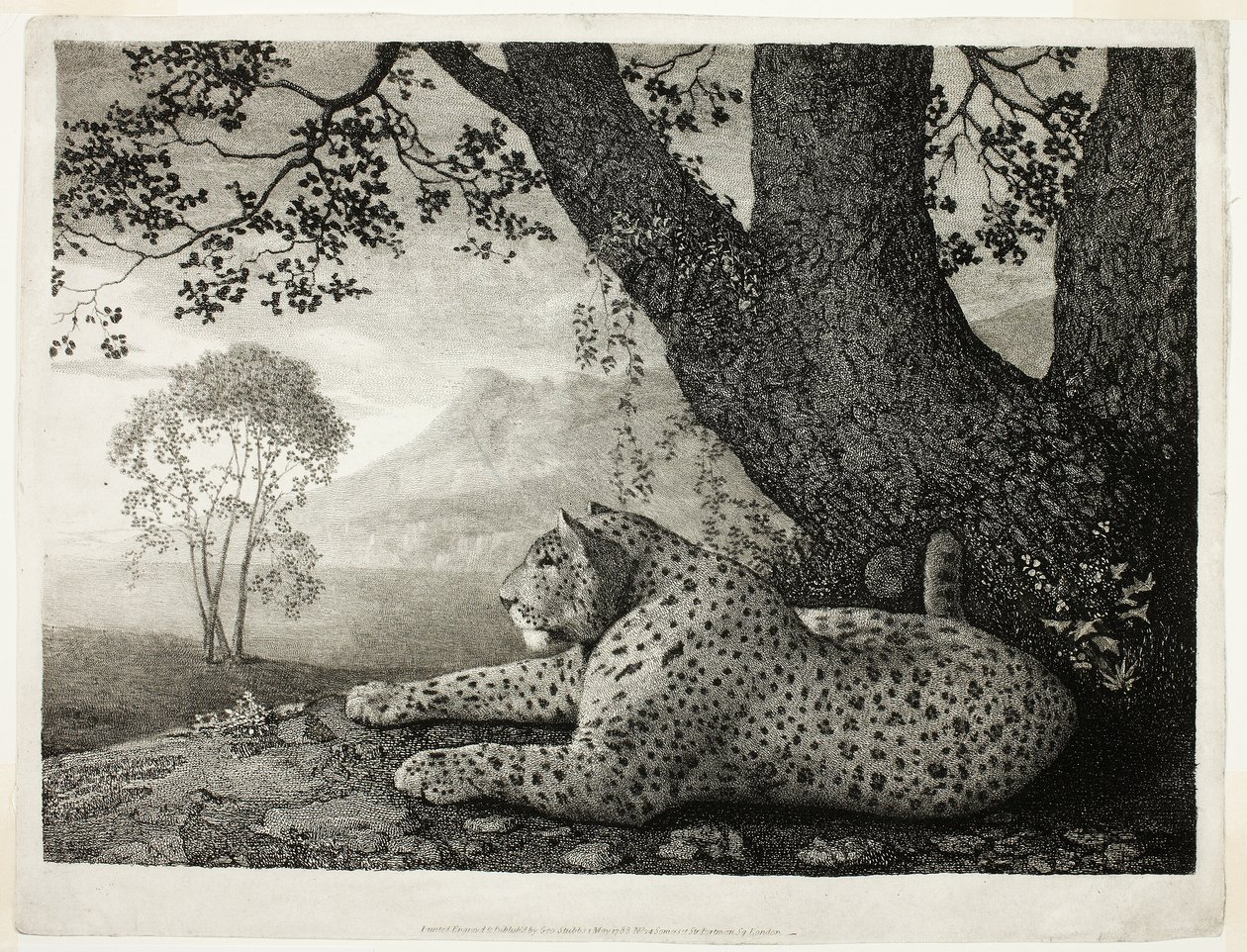 Tyger (Leopard u stromu) od George Stubbs