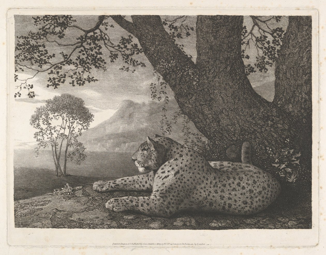 Tygr (leopard ležící u stromu) od George Stubbs