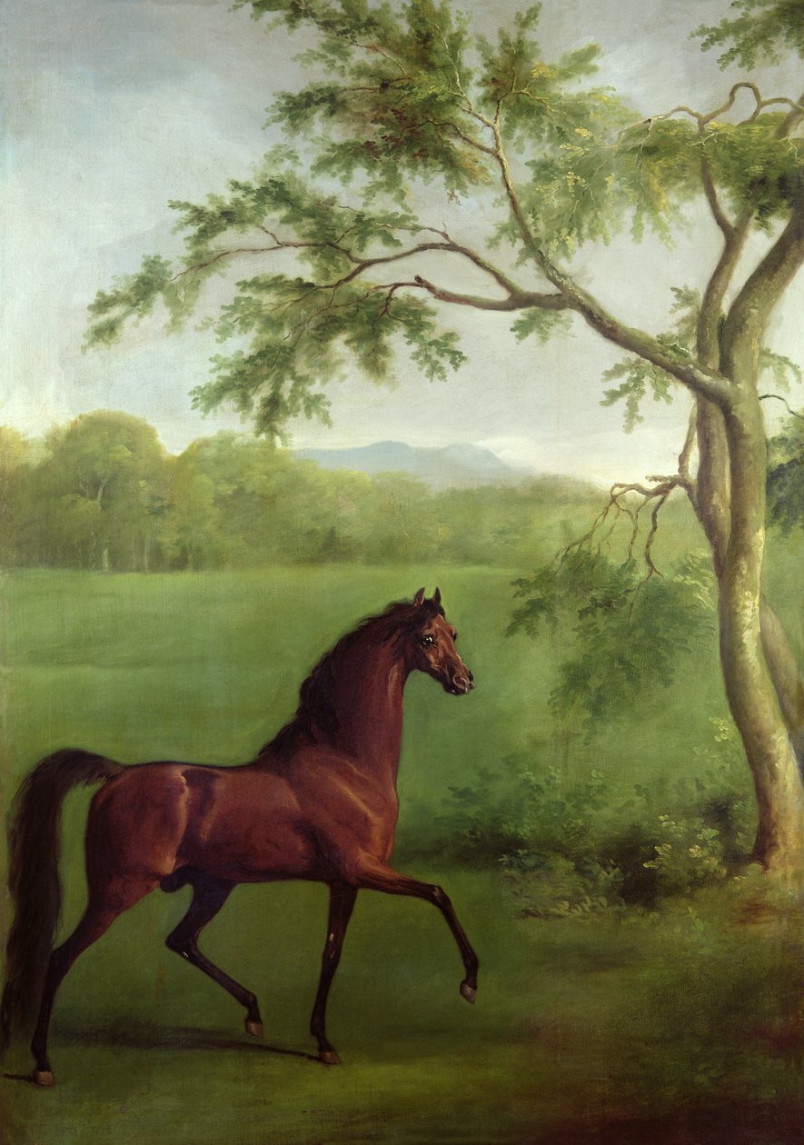 Arabský hřebec pod stromem, kolem 1761-63 (olej na plátně) od George Stubbs