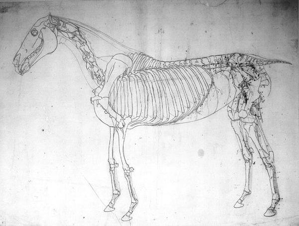 Anatomická studie koně (pero a inkoust a tužka na papíře) od George Stubbs