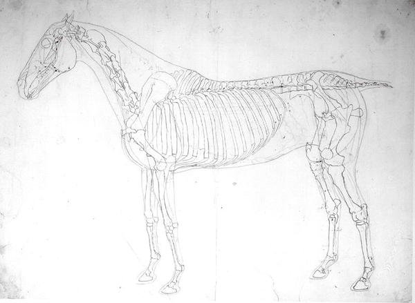 Anatomická studie koně (pero a inkoust a tužka na papíře) od George Stubbs