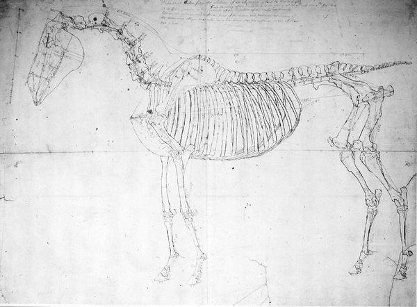 Anatomická studie koně (pero a inkoust a tužka na papíře) od George Stubbs