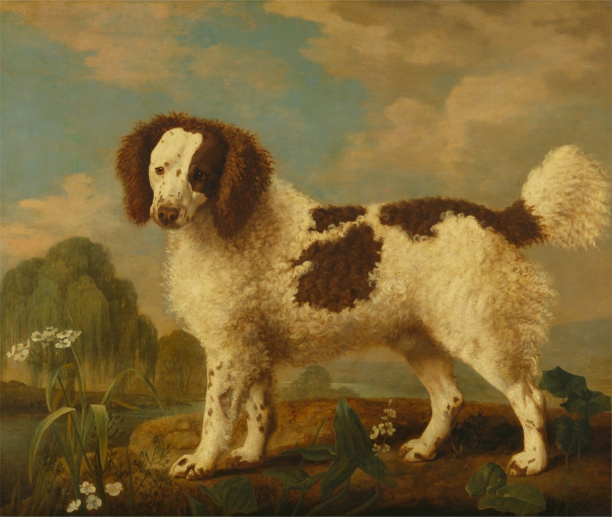 Hnědobílý norfolk nebo vodní španěl od George Stubbs