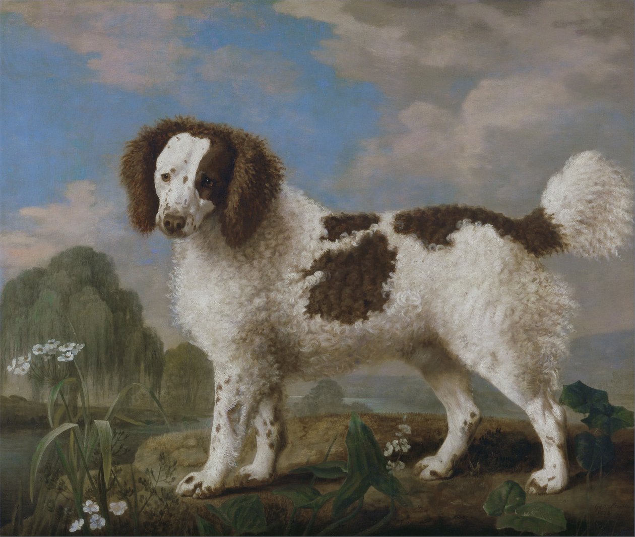 Hnědobílý norfolk nebo vodní španěl od George Stubbs