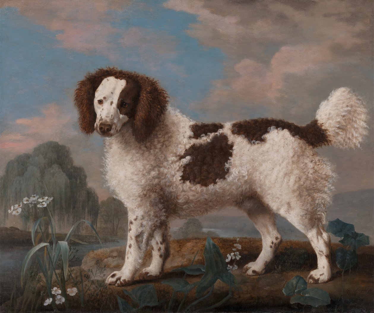 Hnědobílý Norfolk nebo vodní španěl, 1778. od George Stubbs