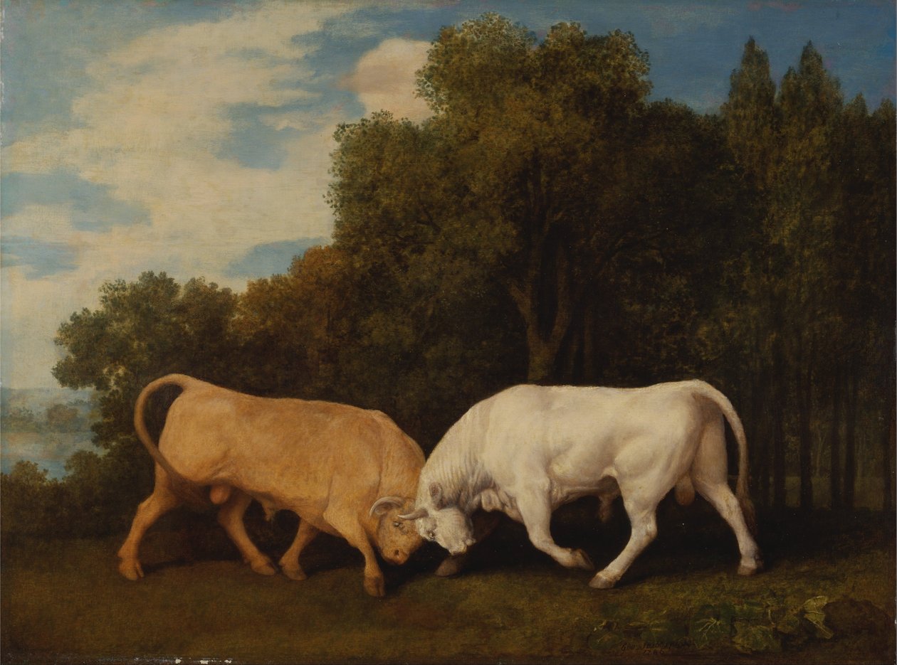 Boj s býky od George Stubbs
