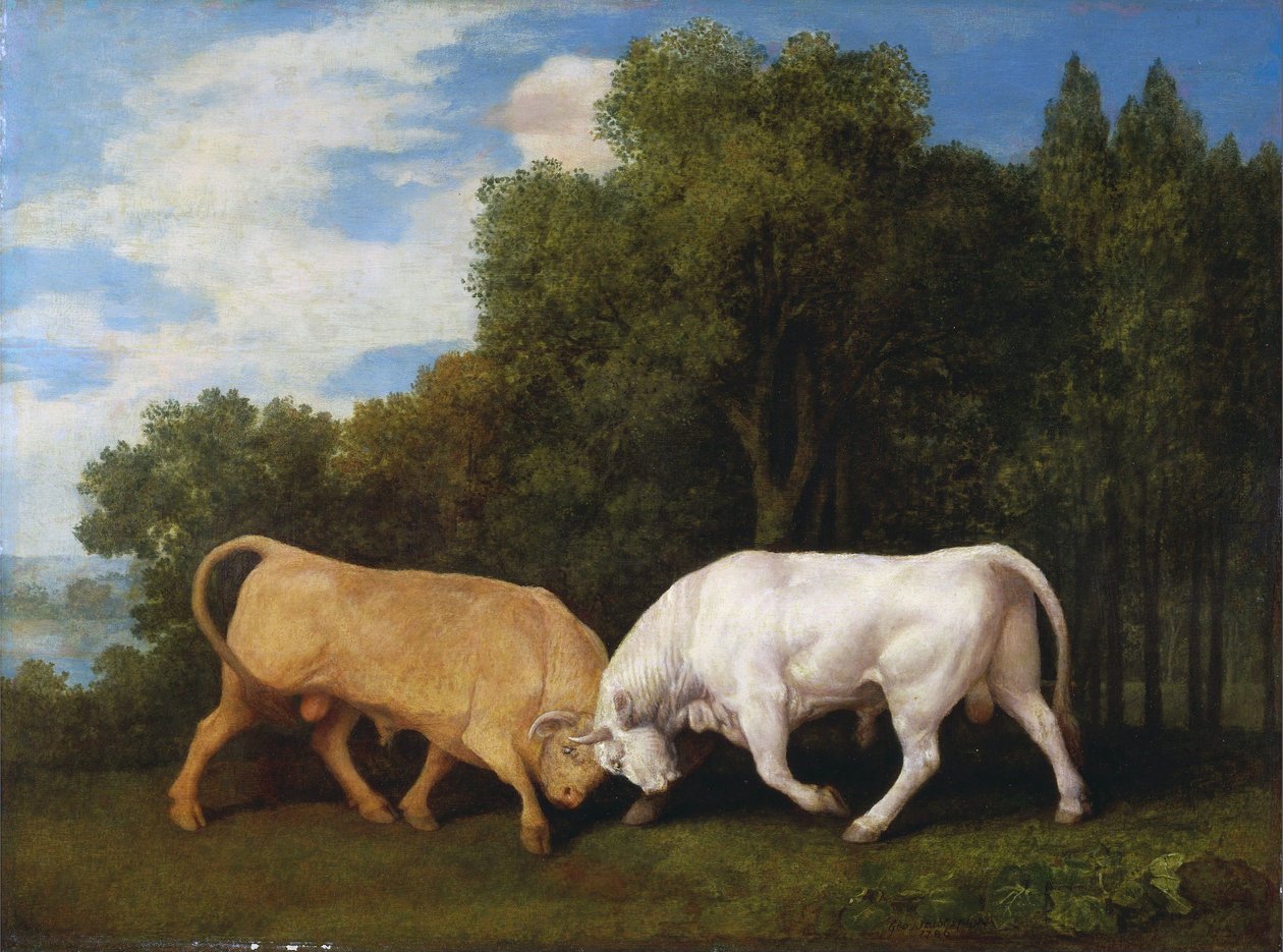 Boj s býky od George Stubbs