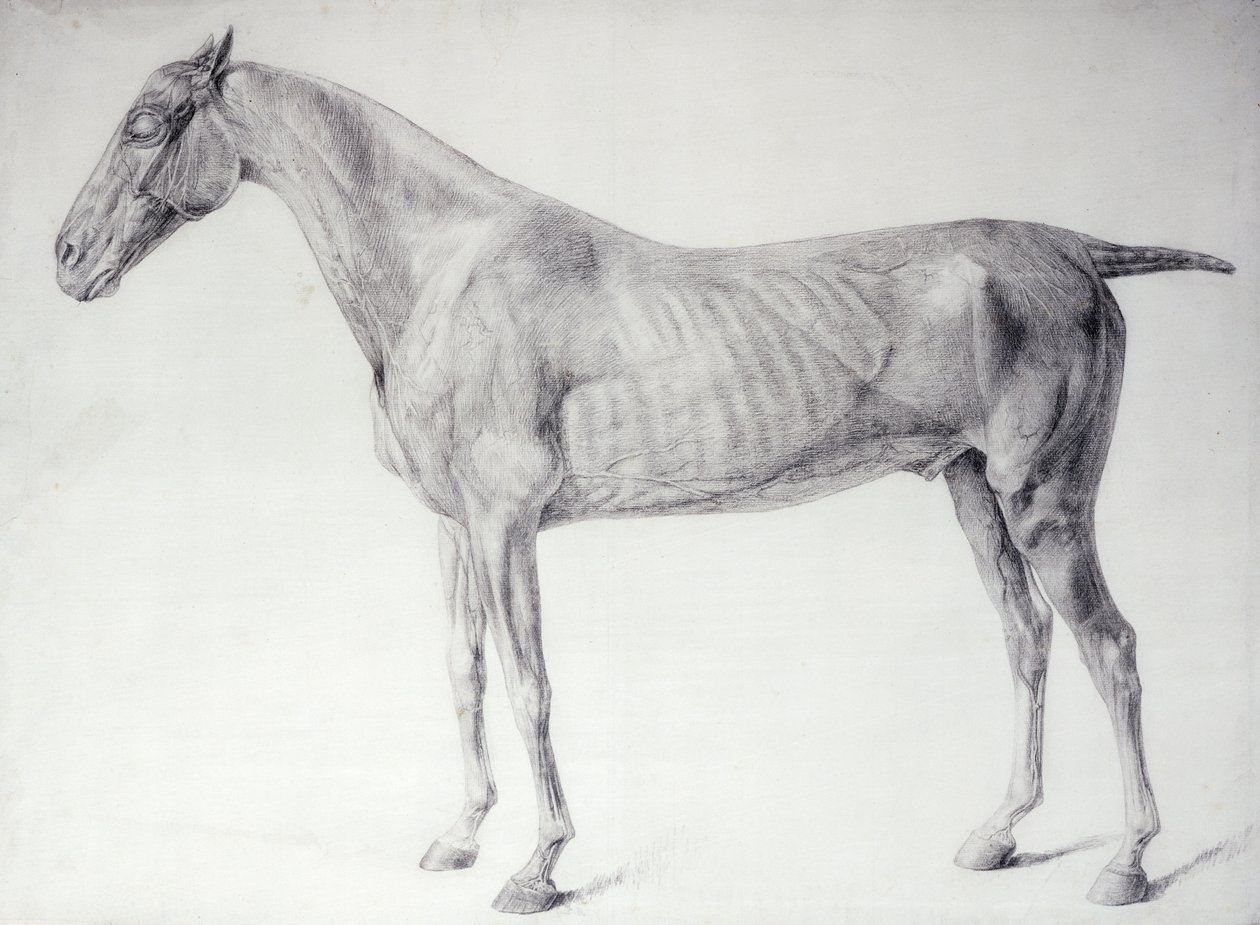 Diagram z „The Anatomy of the Horse“ (rytina) od George Stubbs