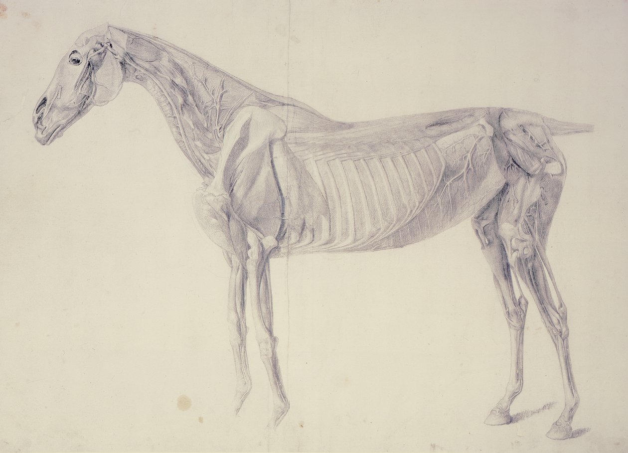 Diagram z The Anatomy of the Horse od George Stubbs