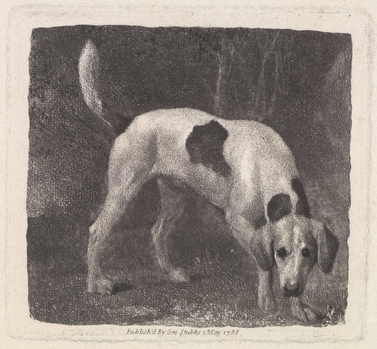 Pes (Foxhound on the Scent) rytý umělcem, hospoda. 1788 od George Stubbs