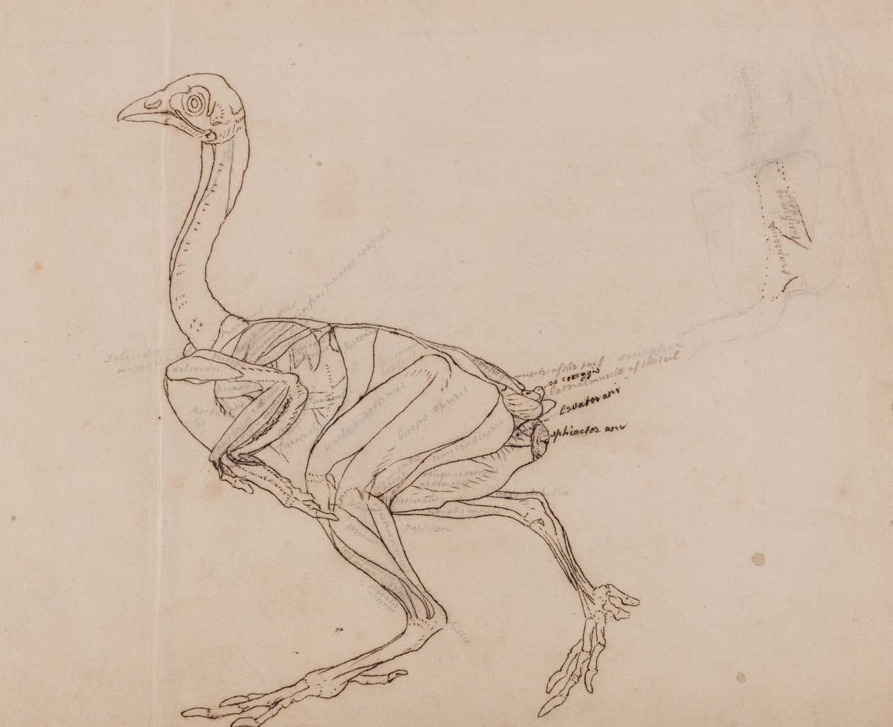 Tělo slepice dorking, boční pohled (nákres svalů) od George Stubbs