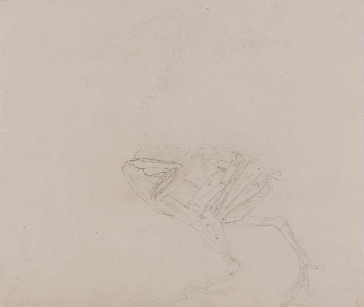 Dorking Hen Body, Lateral View (Studie svalů těla a končetin v pozdější fázi pitvy) od George Stubbs