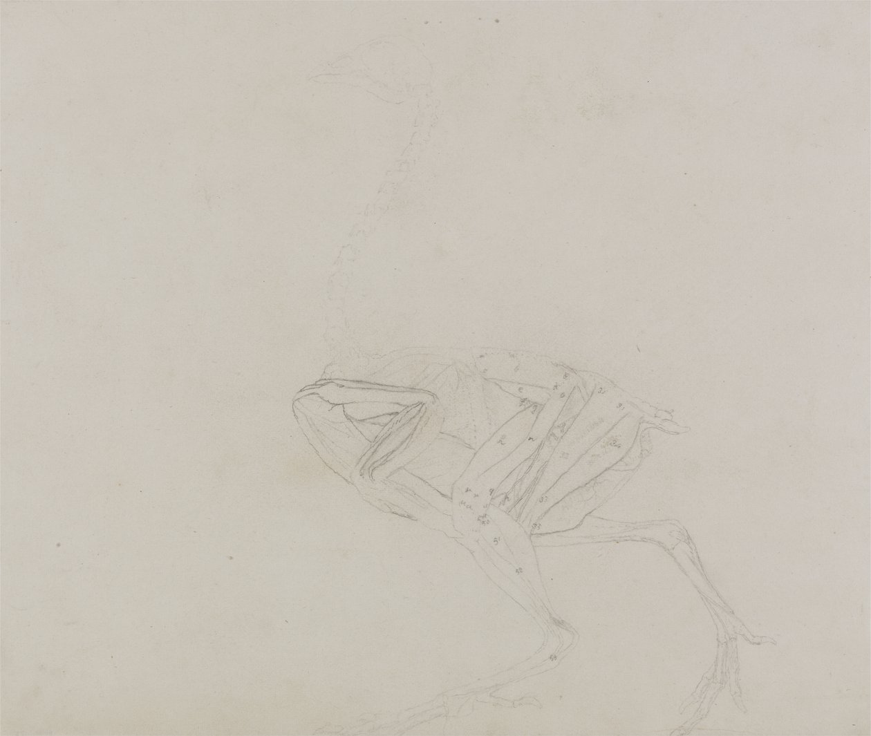 Tělo slepice dorking, boční pohled, ze srovnávací anatomické expozice stavby lidského těla se stavbou tygra a kura obecného, 1795-1806 (grafit na tenkém tkaném papíru) od George Stubbs
