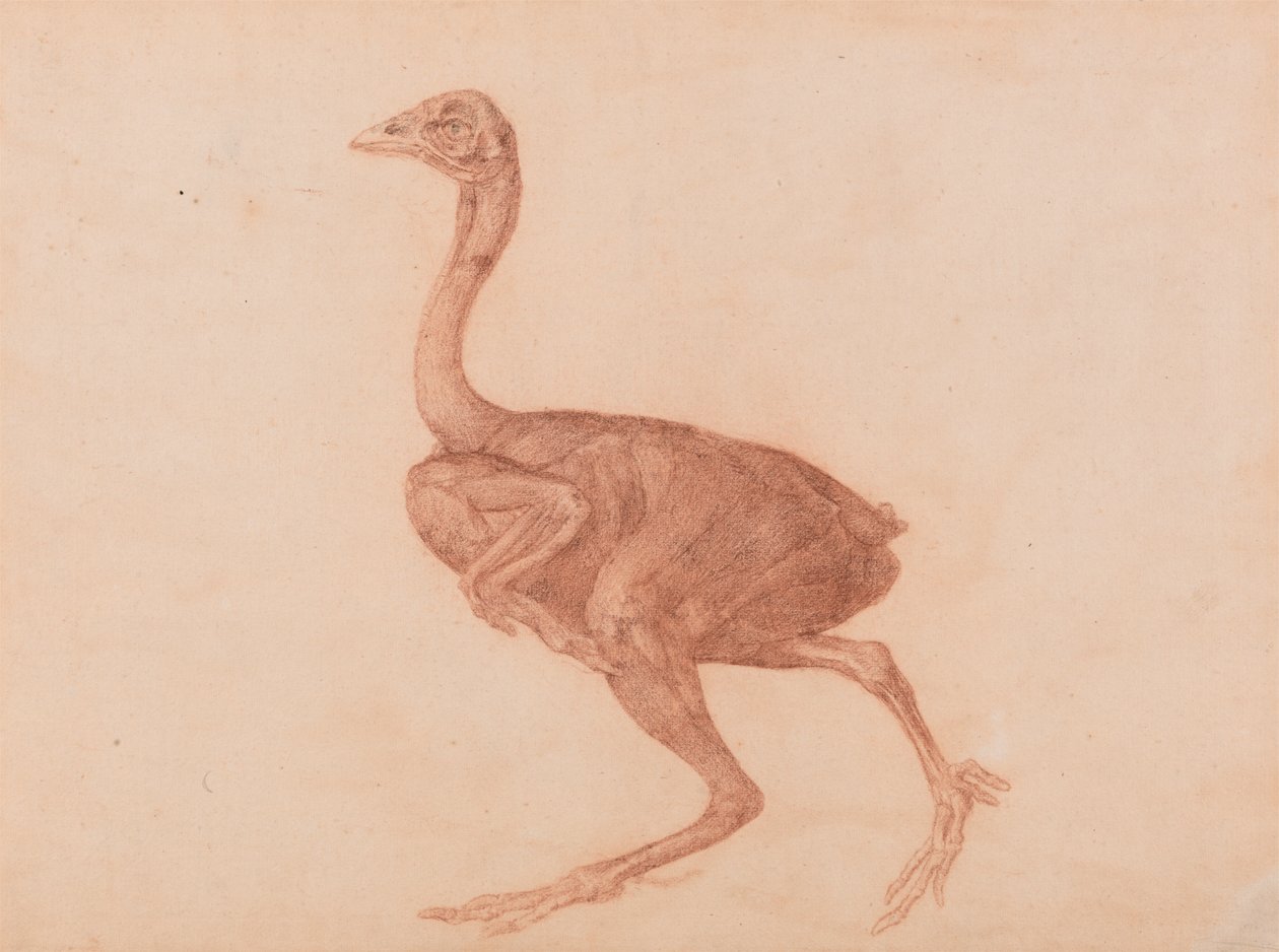 Dorking Slepice, Boční Pohled od George Stubbs