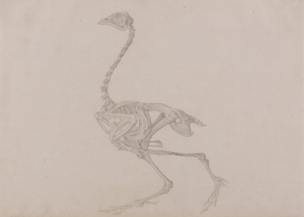 Skeleton dorkingské slepice, boční pohled (Dokončená studie pro nepublikovaný stůl) od George Stubbs