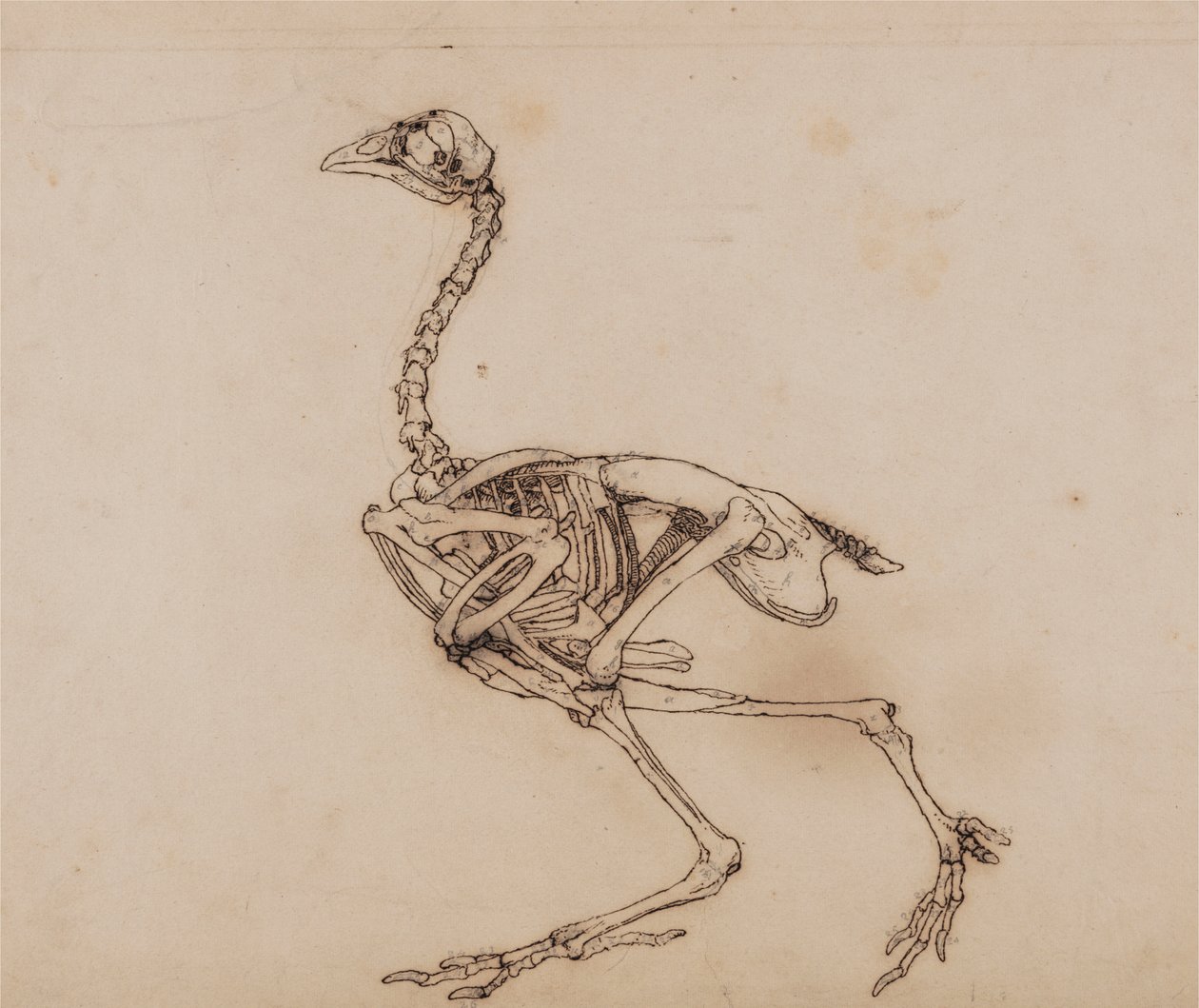 Skeleton dorking Hen, boční pohled (pravděpodobně připraveno pro nepublikovanou klíčovou postavu) od George Stubbs