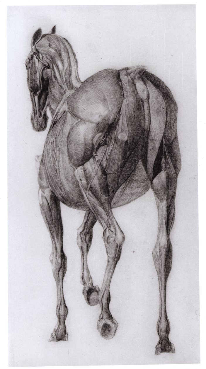 Dorzální pohled na svalovou strukturu progresivně pitvaného koně, studie č. 7 z The Anatomy of the Horse, 1766 od George Stubbs
