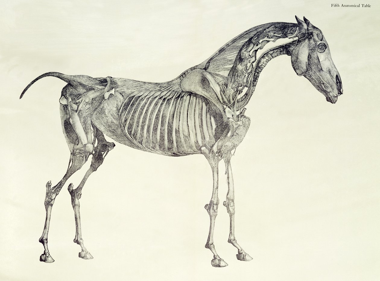 Pátý anatomický stůl z „Anatomie koně“ od George Stubbs