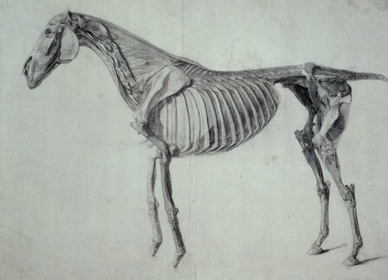 Dokončená studie pro pátý anatomický stůl koně (grafit na papíře) od George Stubbs