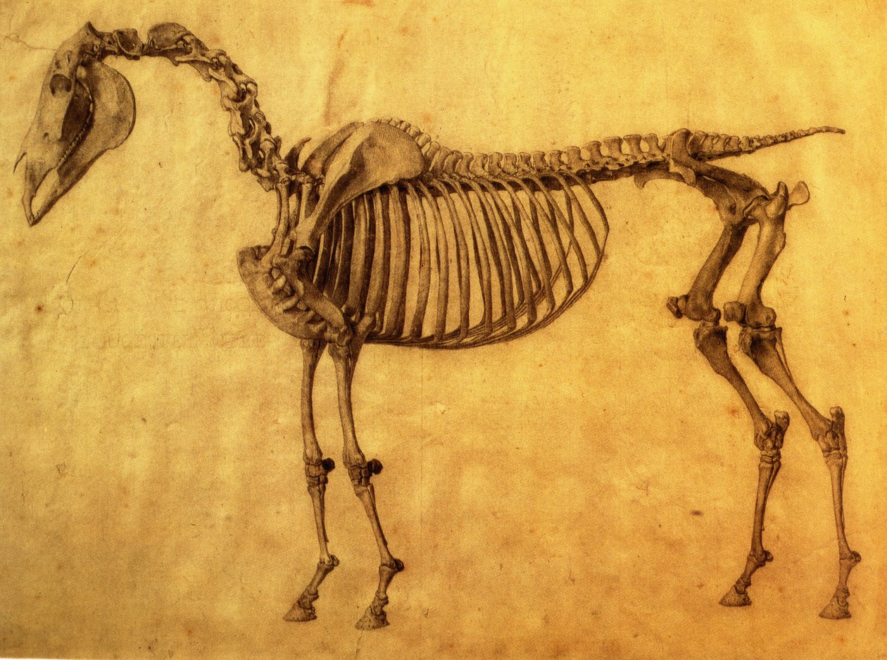 Dokončená studie pro první kosterní stůl koně, c. 1766 (grafit na papíře) od George Stubbs