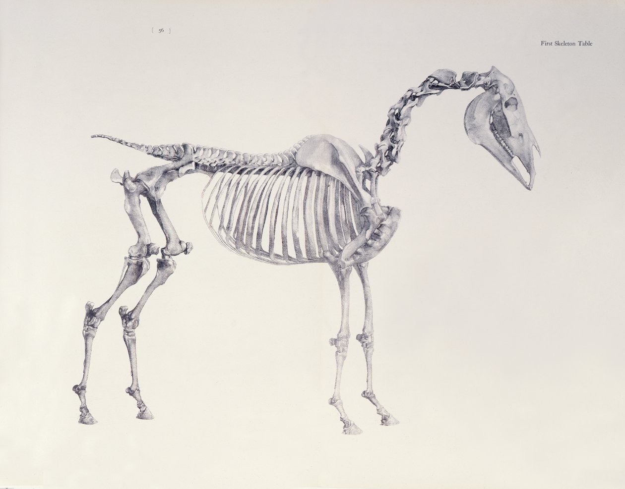 První Skeleton Table, z 