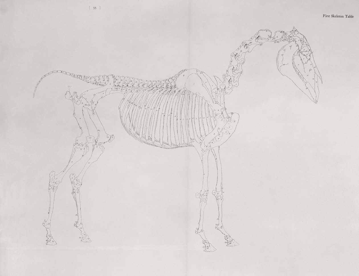První tabulka kostry z knihy "Anatomie koně od George Stubbs