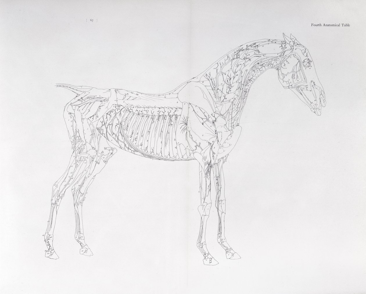 Čtvrtý anatomický stůl z „Anatomie koně“ od George Stubbs