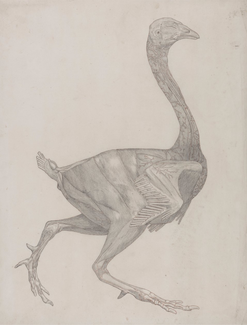 Tělo drůbeže, boční pohled (pravděpodobně připraveno pro přenos na desku pro rytí stolu XV) od George Stubbs
