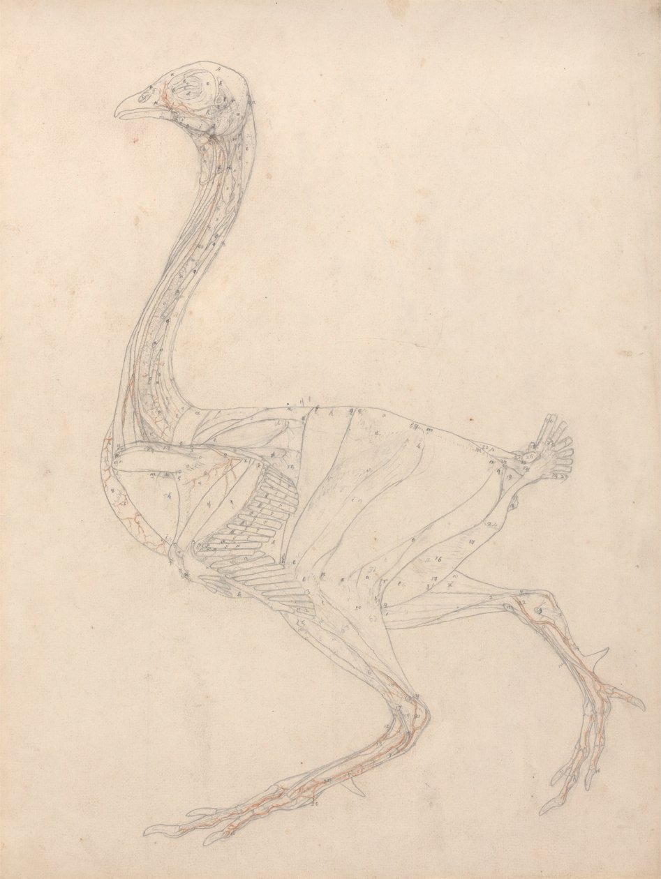 Tělo drůbeže, boční pohled (studie klíčové postavy k tabulce XV) od George Stubbs