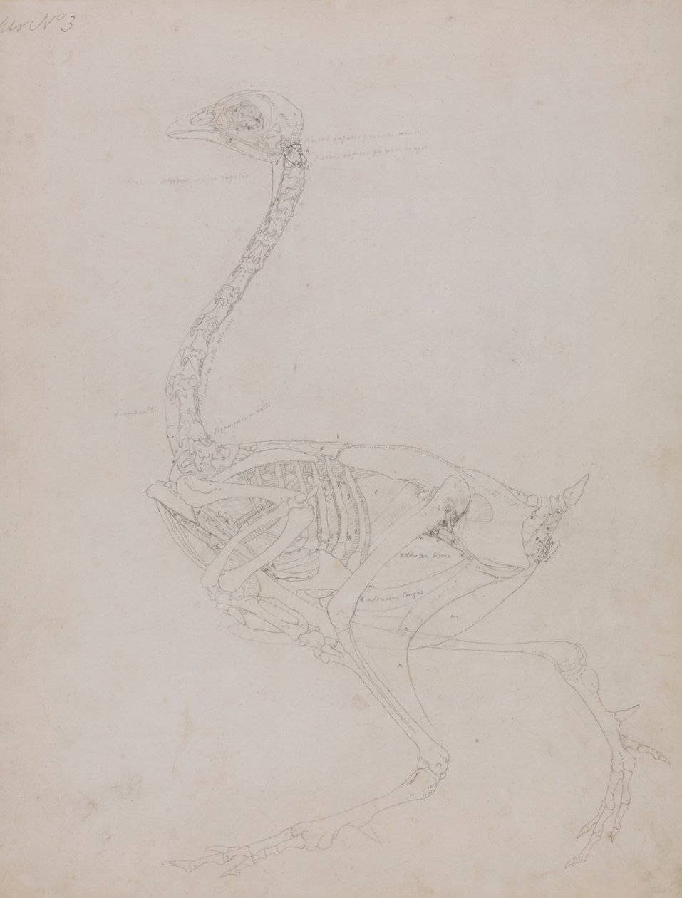 Tělo Slepice, Boční Pohled od George Stubbs