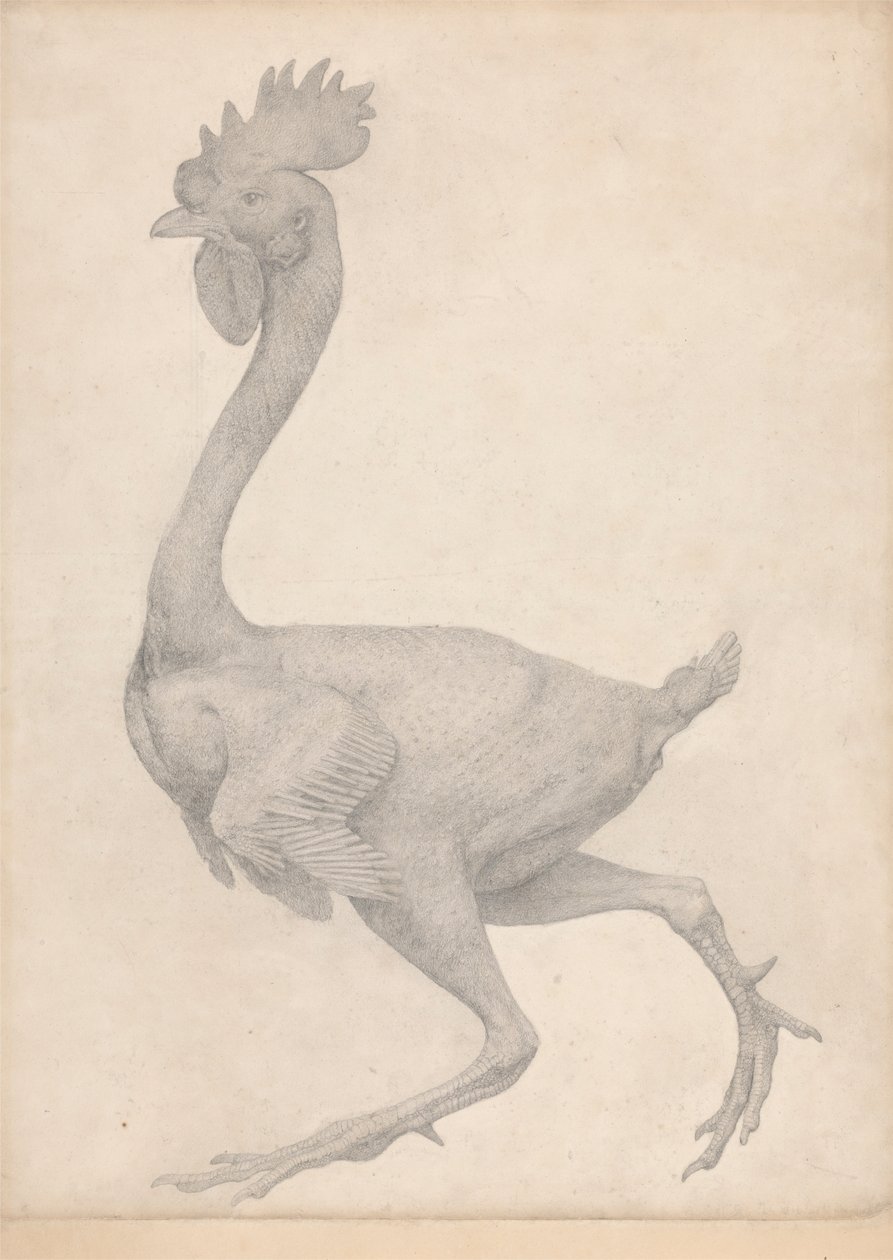 Drůbež, boční pohled s většinou odstraněných peří (dokončená studie pro tabulku X) od George Stubbs