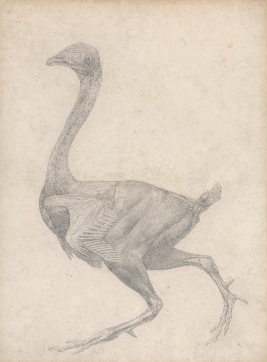 Drůbež, boční pohled, s odstraněnou kůží a podkladové fasciální vrstvy (dokončená studie pro tabulku XV) od George Stubbs