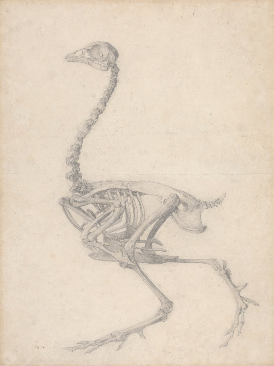 Kostra drůbeže, boční pohled (Dokončená studie pro tabulku V) od George Stubbs