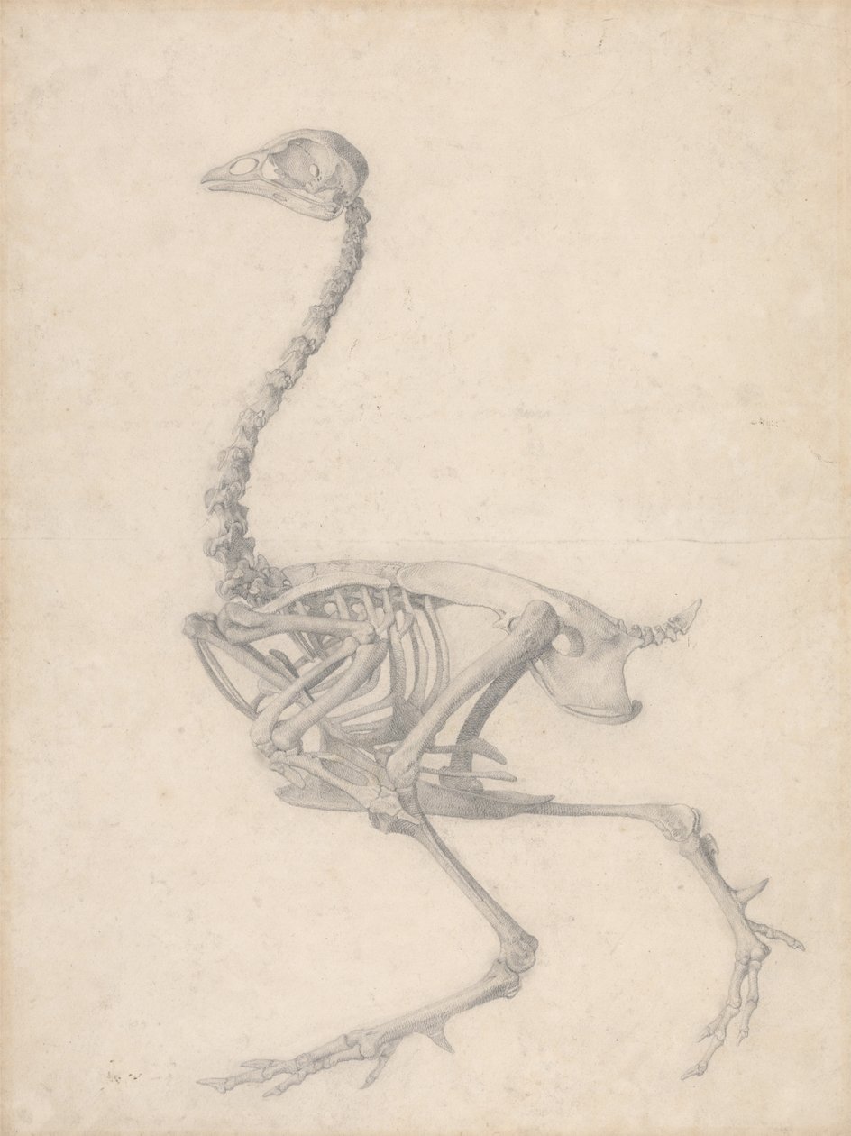 Slepičí kostra, boční pohled (dokončená studie pro tabulku V) od George Stubbs
