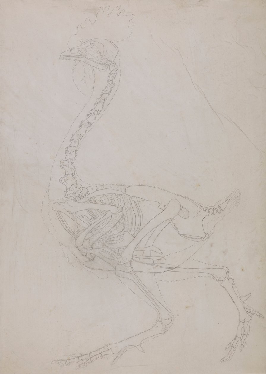 Kostra drůbeže, boční pohled (nákres) od George Stubbs