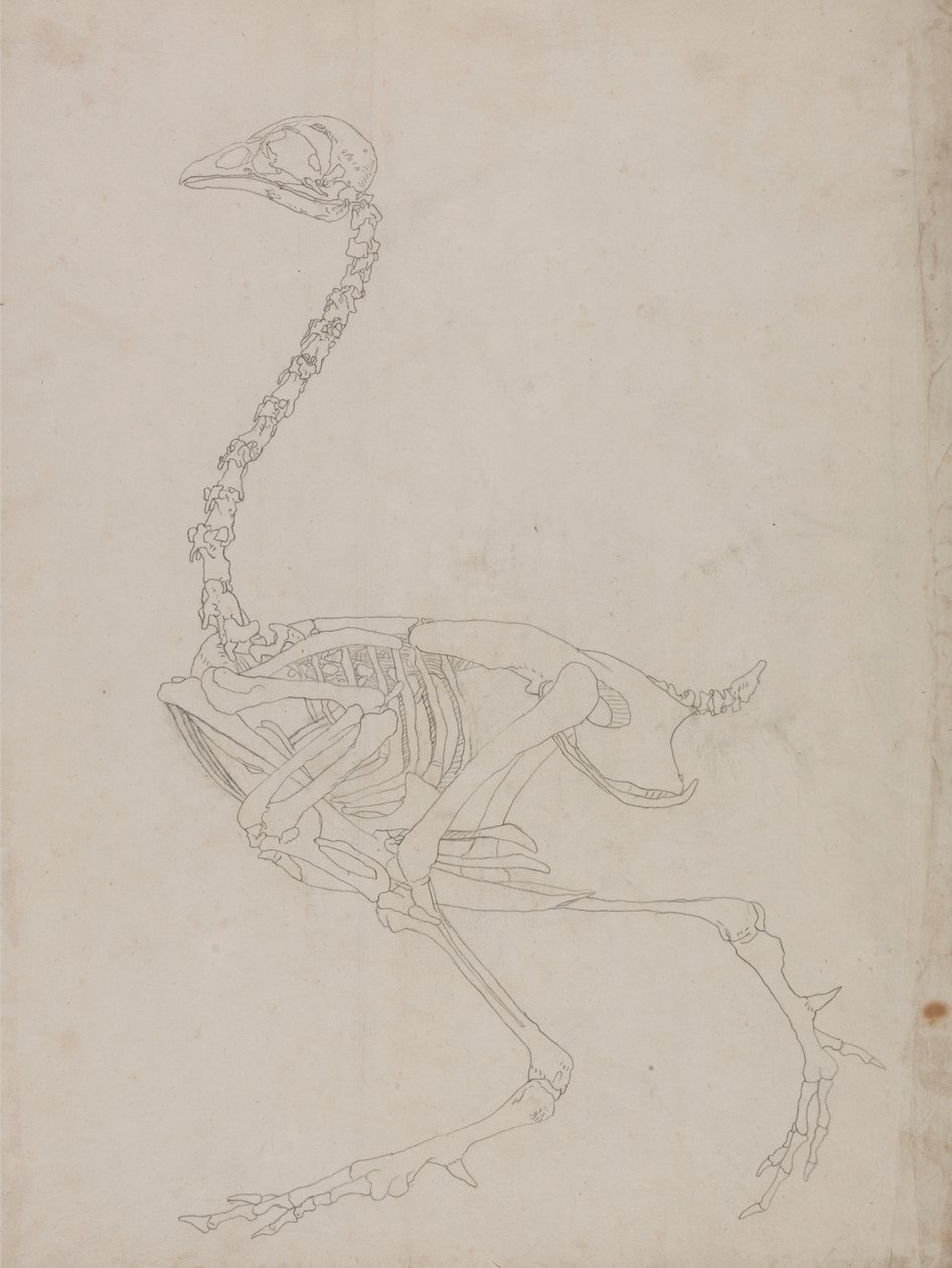 Kostra drůbeže, boční pohled (nákres kostry) od George Stubbs