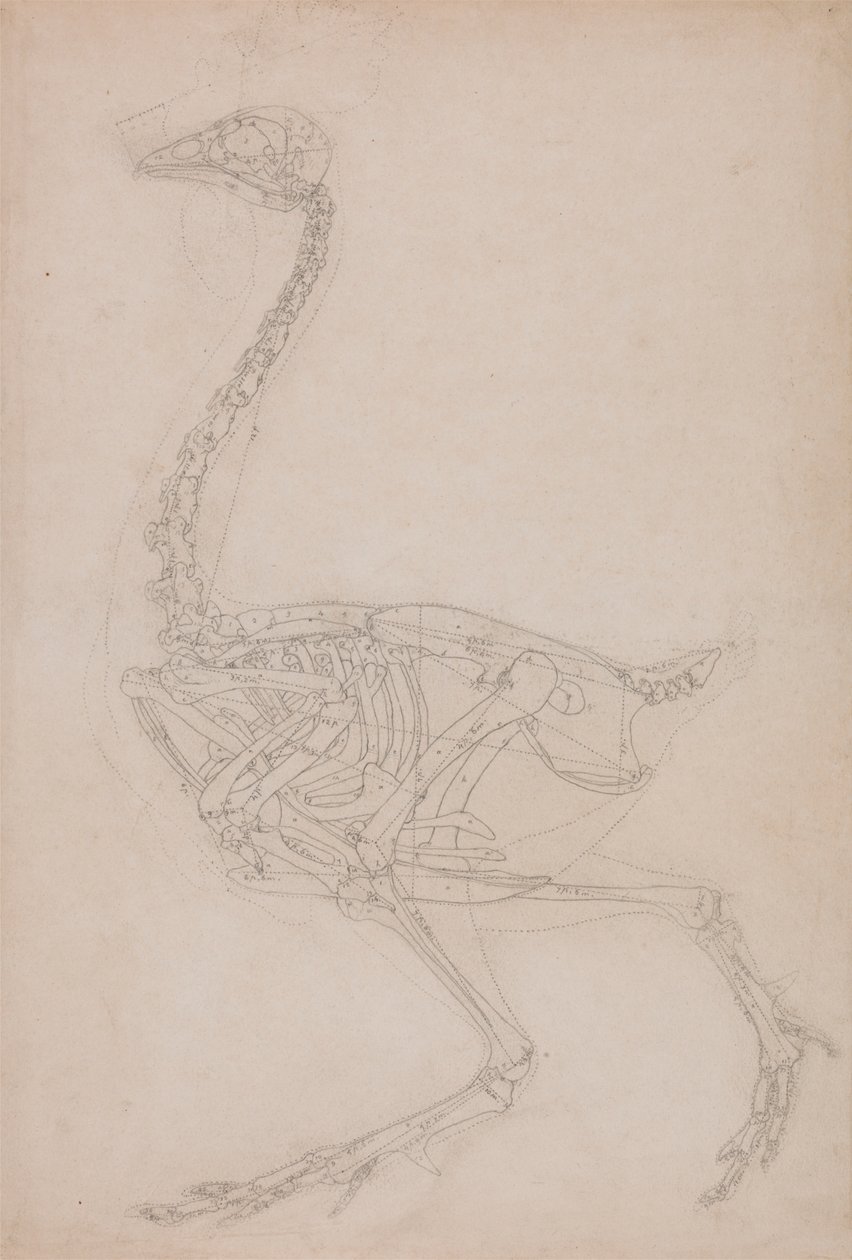 Kostra drůbeže, boční pohled (pravděpodobně základní studie proporcí kostry drůbeže použité pro jiné kresby) od George Stubbs