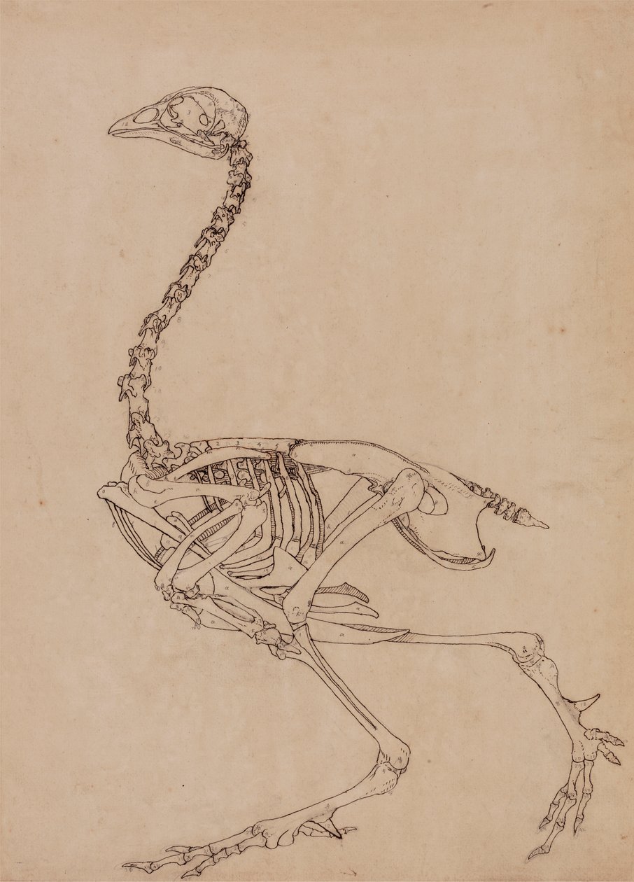 Kostra drůbeže, boční pohled (studie pro klíčovou postavu k tabulce V) od George Stubbs