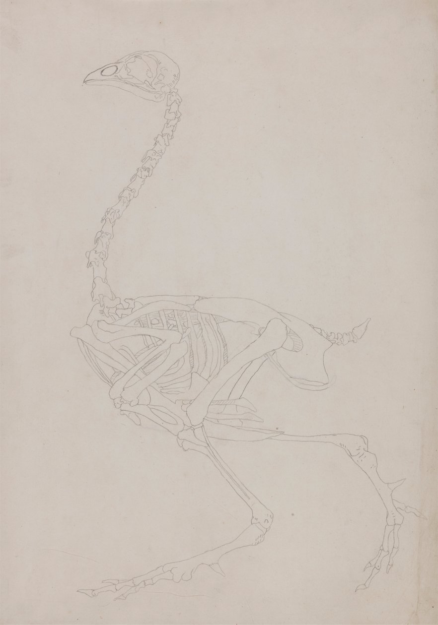 Kostra drůbeže, Boční Pohled od George Stubbs