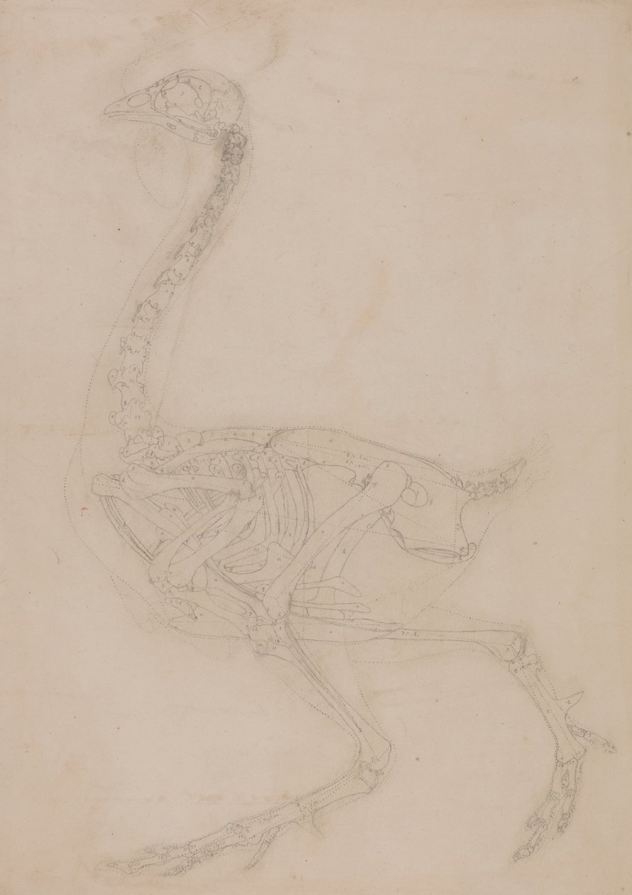 Kostra drůbeže, Boční Pohled od George Stubbs