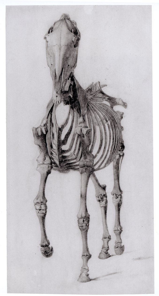 Čelní pohled na kostru koně, studie č. 10 z The Anatomy of the Horse, 1766 od George Stubbs