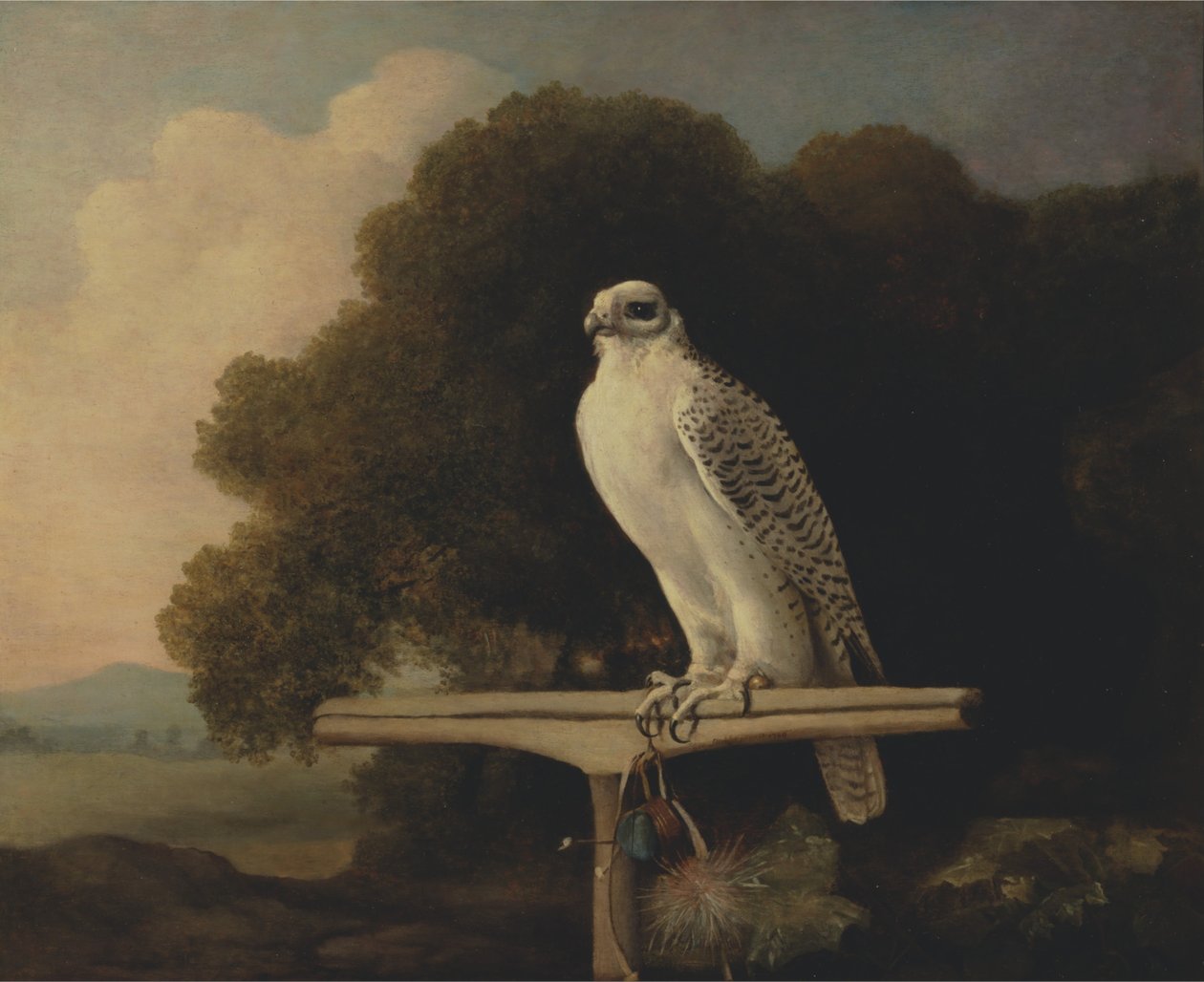 Sokol grónský od George Stubbs