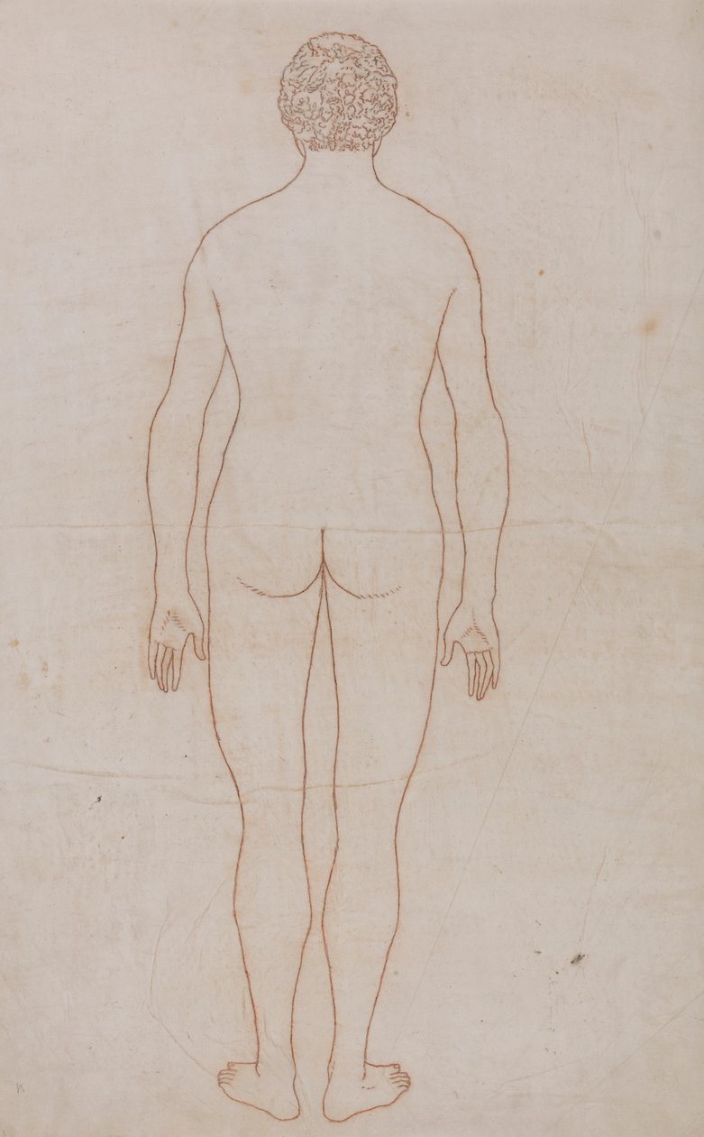 Lidské tělo, pohled zezadu (nákres pro tabulku VII) od George Stubbs