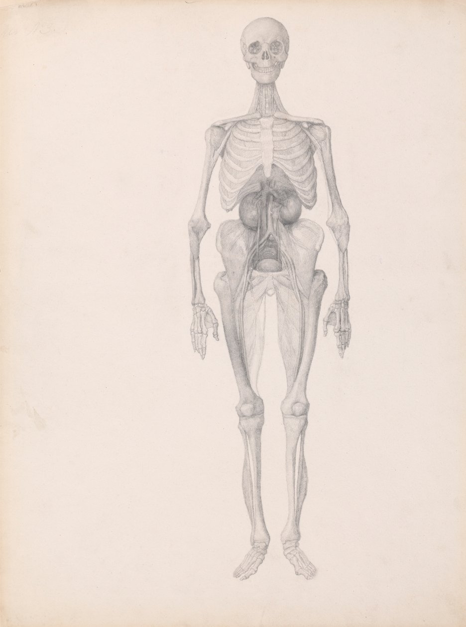 Lidská postava, pohled zepředu (Dokončená studie poslední fáze pitvy) od George Stubbs