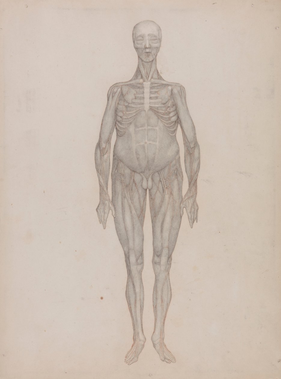 Lidská postava, pohled zepředu (určeno pro talíř, který nebyl nikdy publikován) od George Stubbs