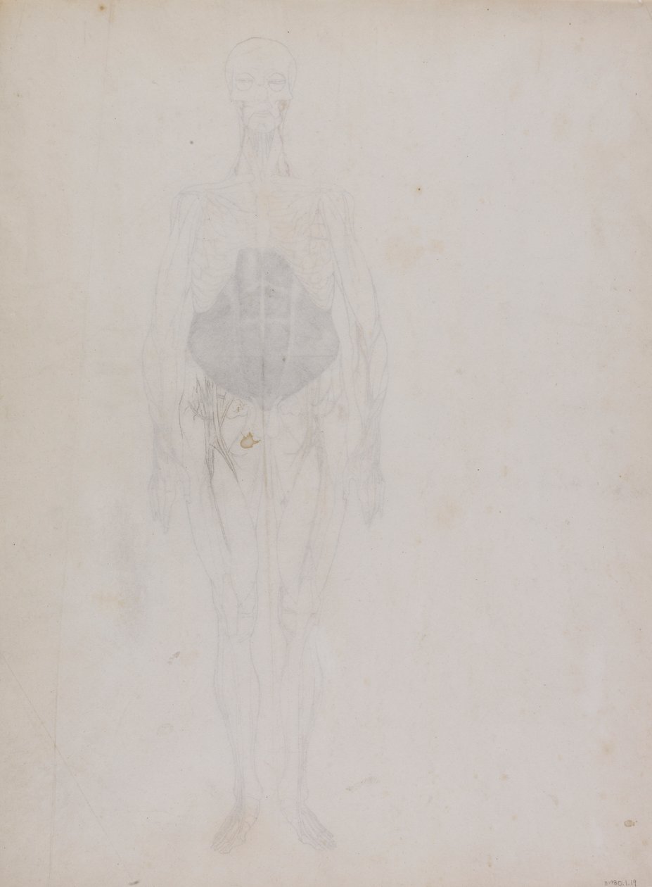 Lidská postava, pohled zepředu (z velké části v obrysu) od George Stubbs